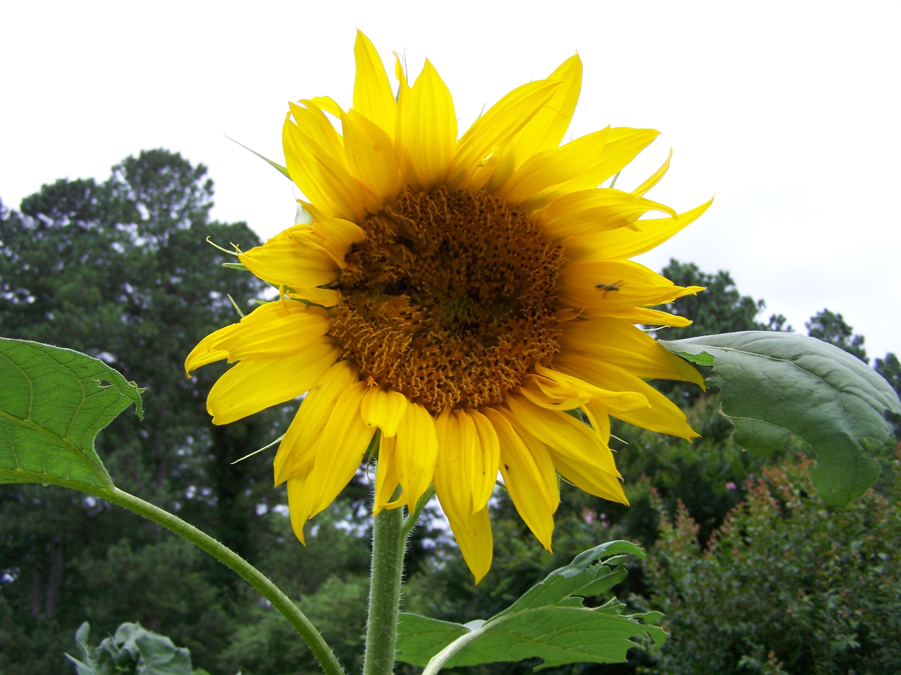 Garden flower