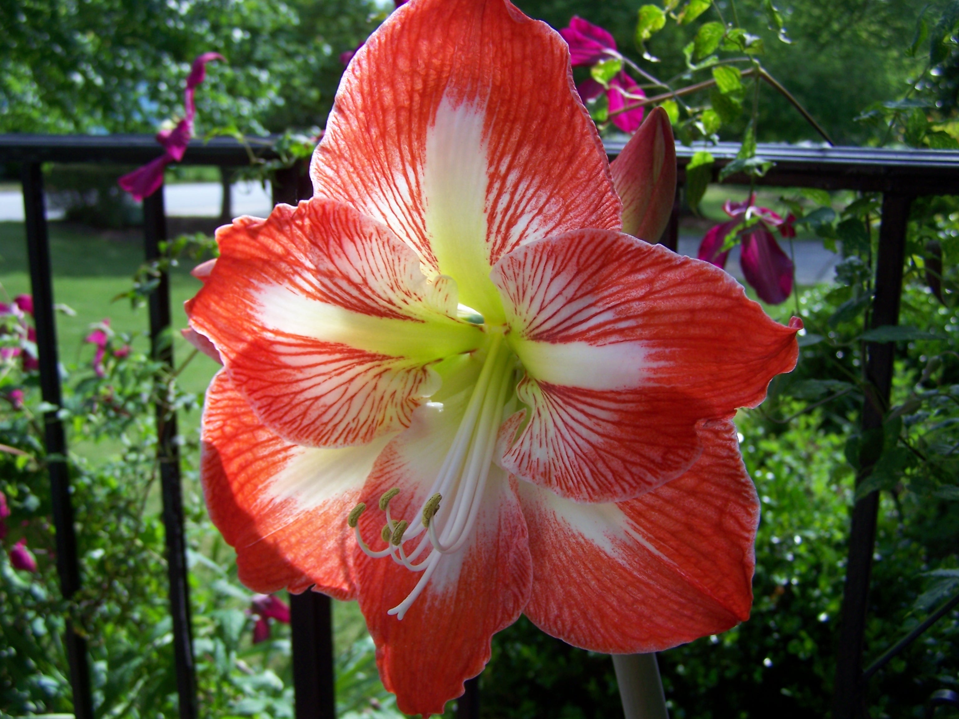 Garden flower