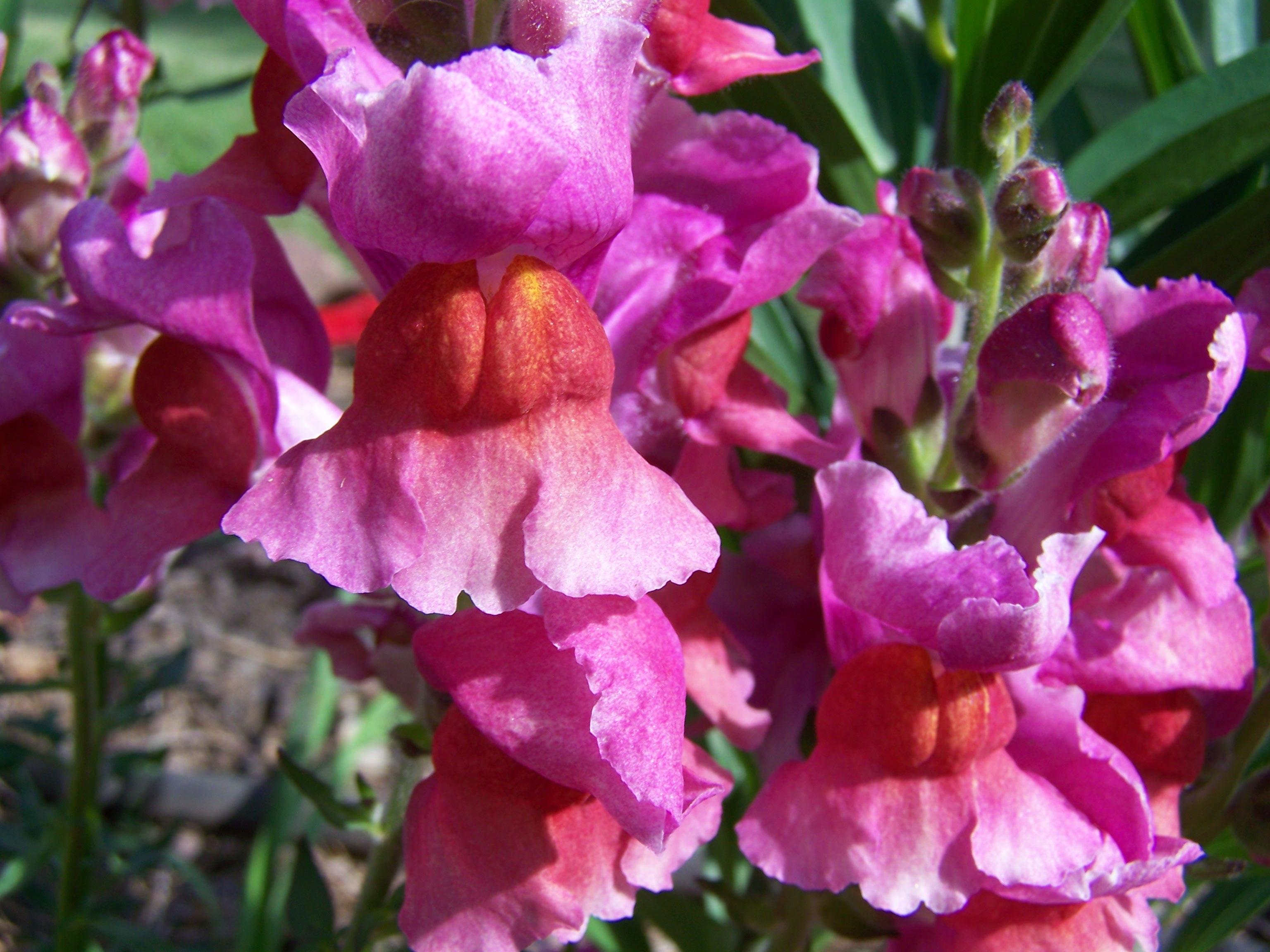 Garden flower