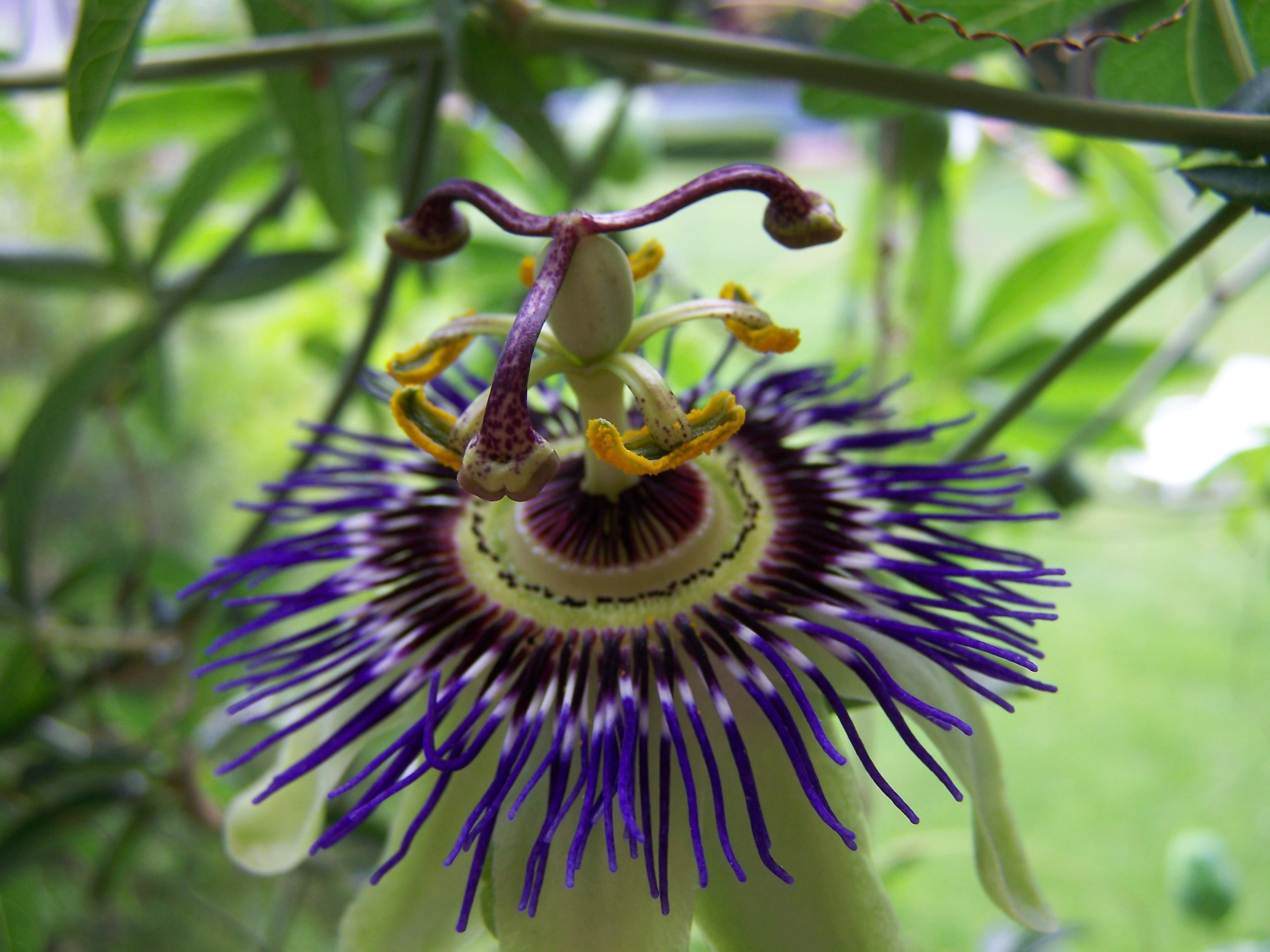 Garden flower