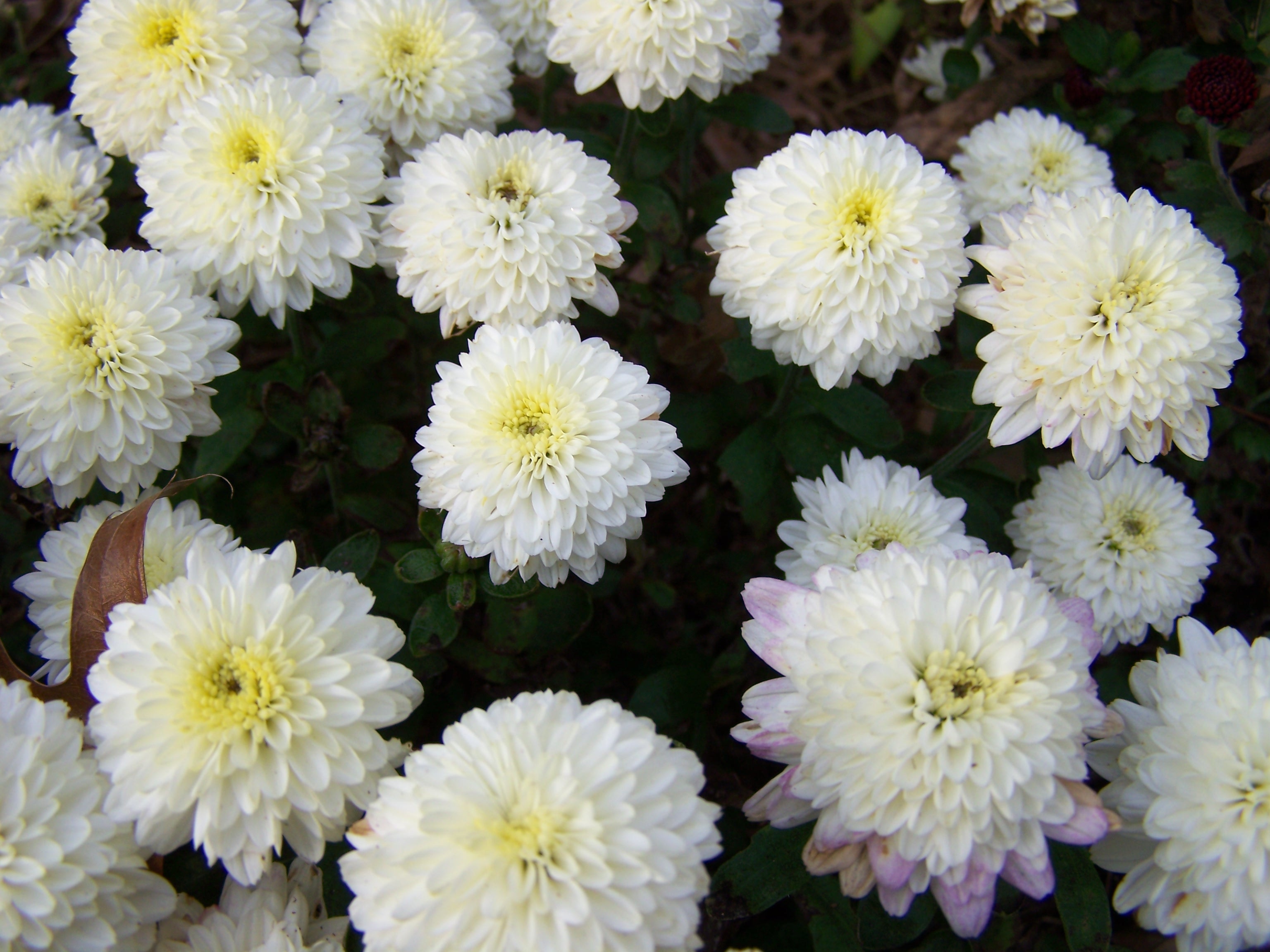 Garden flower