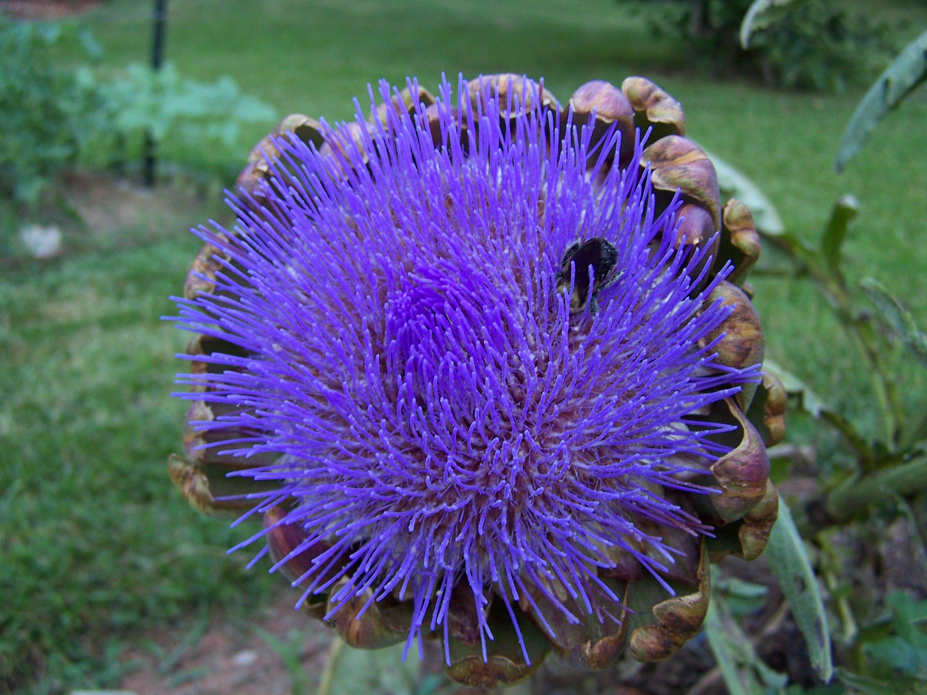 Garden flower