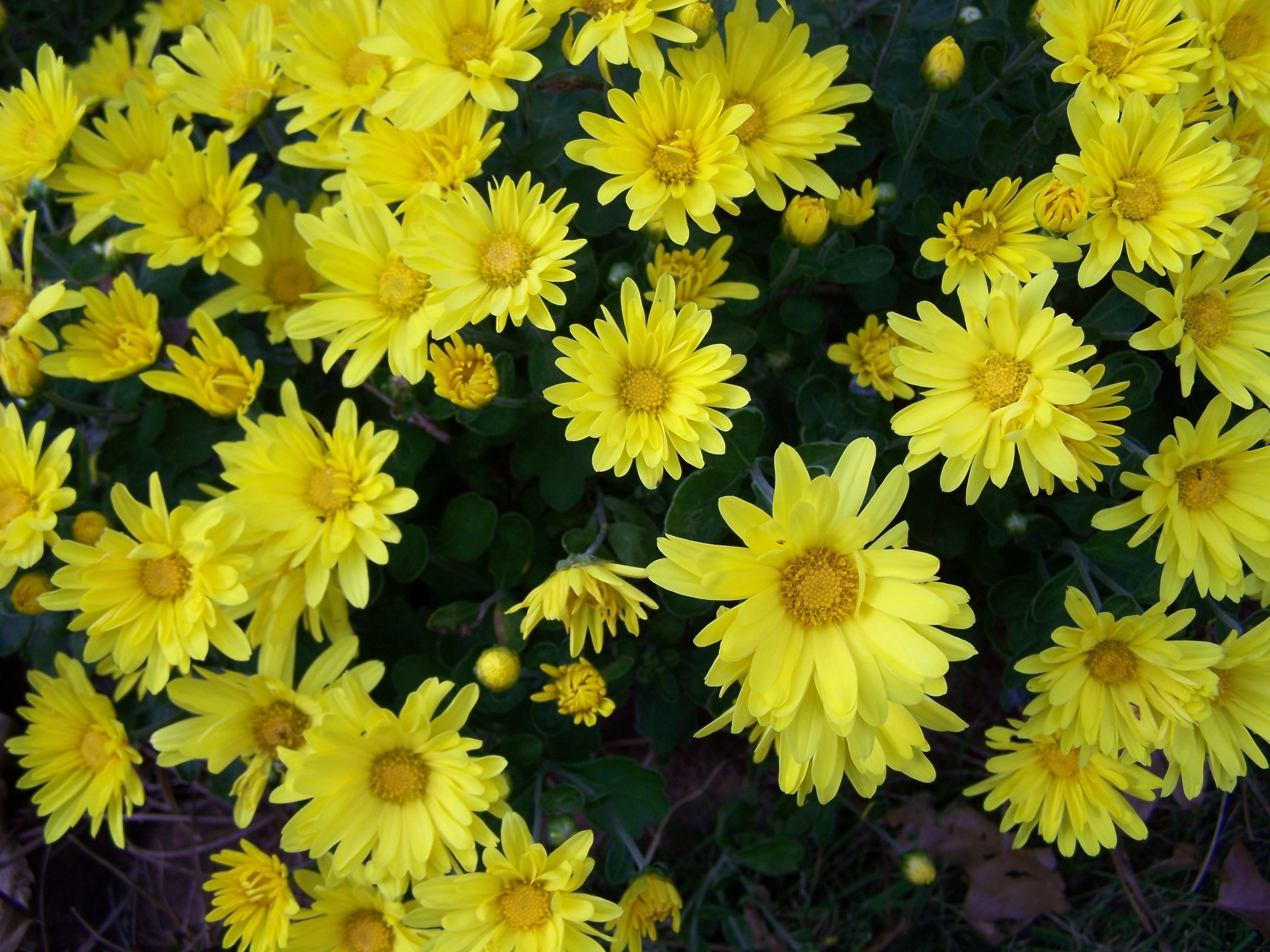 Garden flower