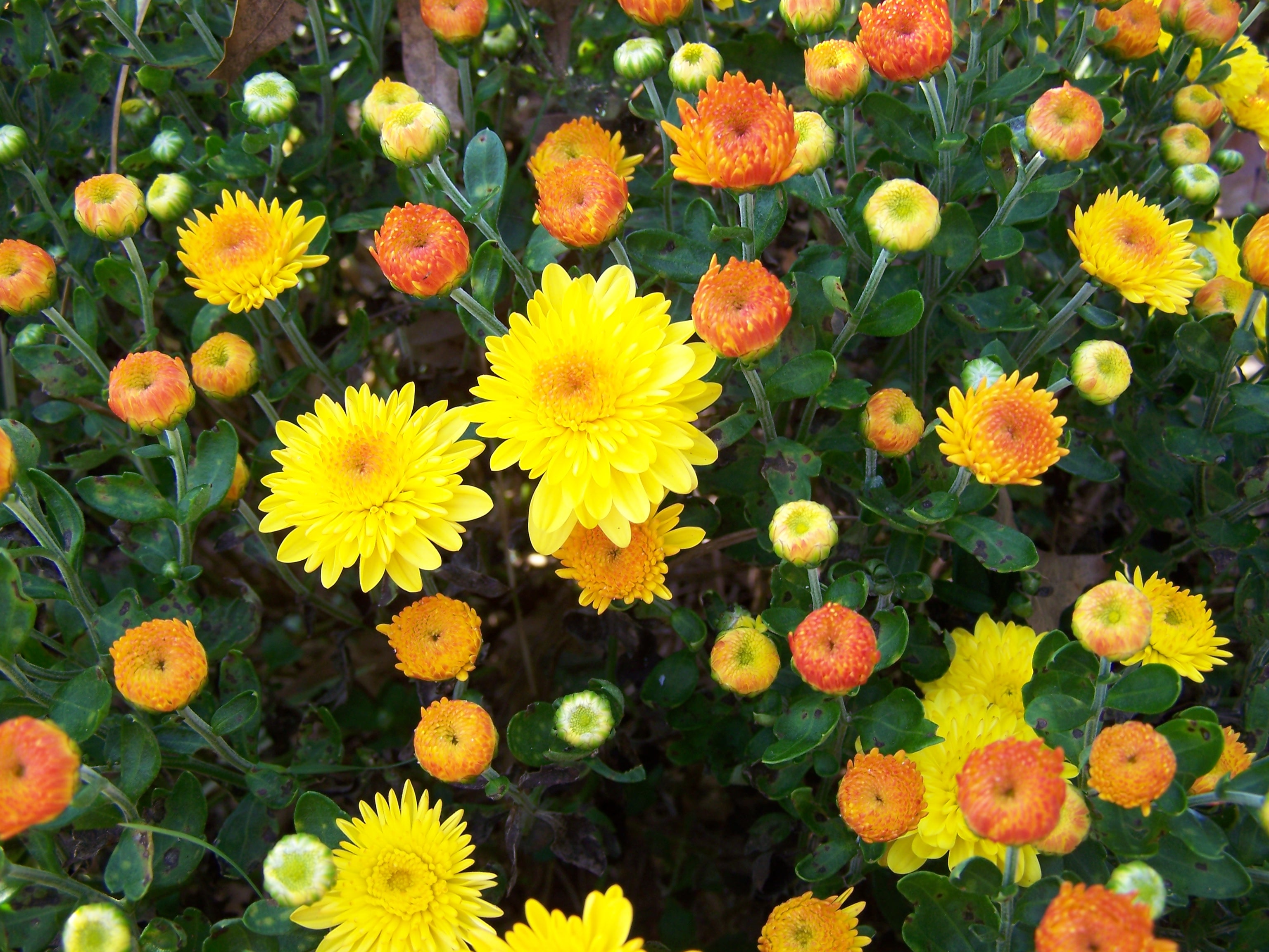 Garden flower