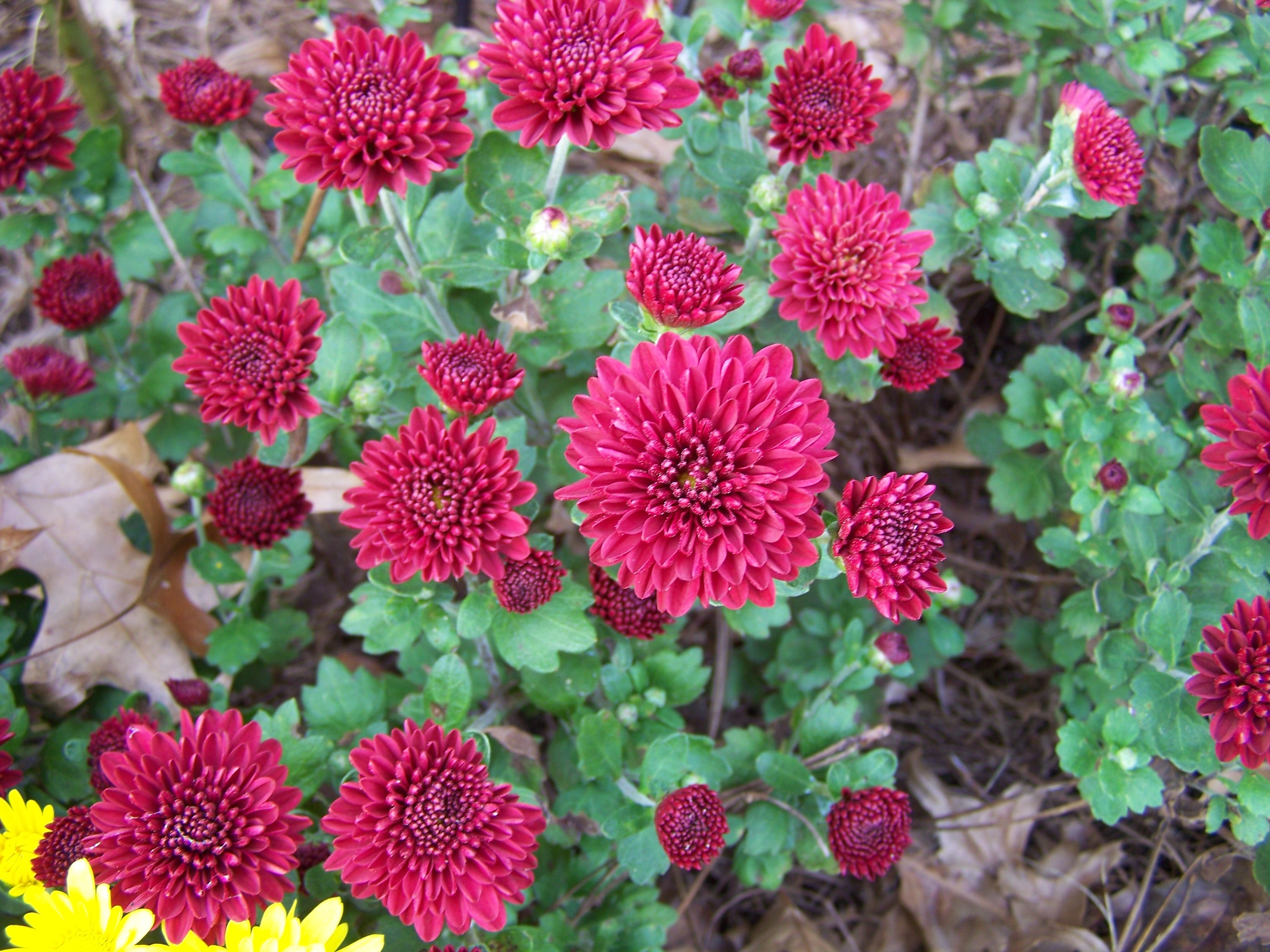 Garden flower